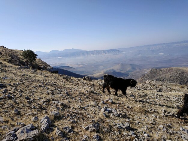 Foto vista di una capra sulla montagna contro il cielo