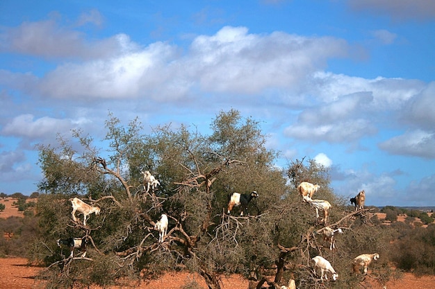 에사우이라 모로코 사막에 있는 나무 잎사귀에서 풀을 뜯고 있는 염소의 모습
