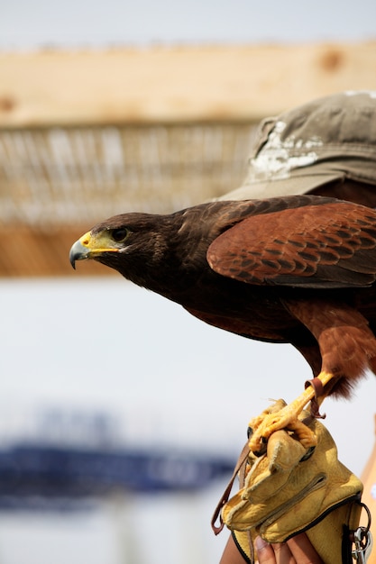 View of a golden eagle on the glove of it's trainer.