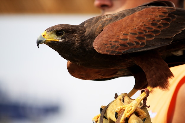 View of a golden eagle on the glove of it's trainer.