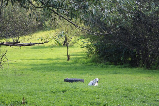 Foto vista del campo da golf