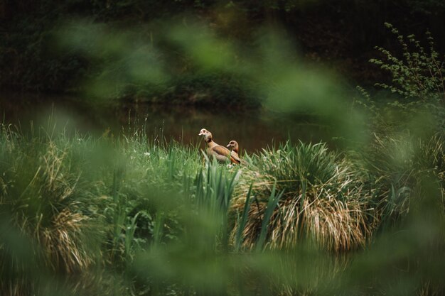 Photo view of a goose on grass