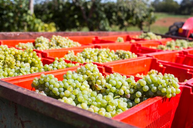 View of grapes in crate