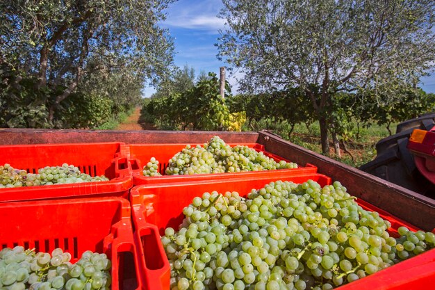 View of grapes in crate