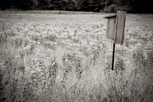 View of grass