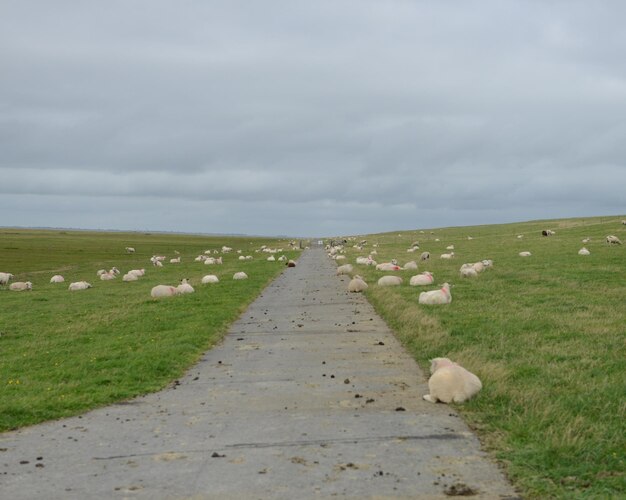 Photo view of grassy field against cloudy sky