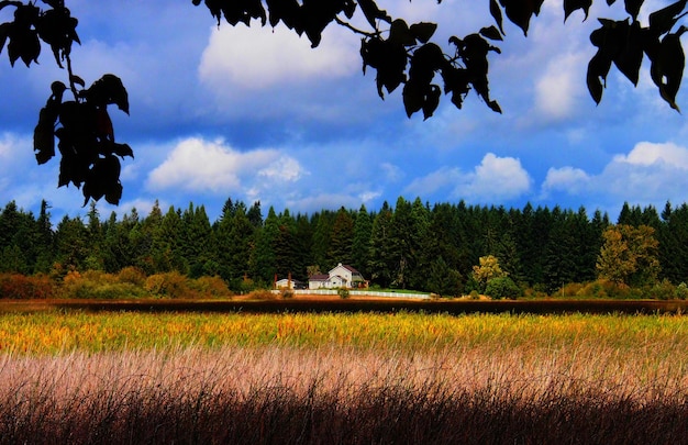 Photo view of grassy field against sky