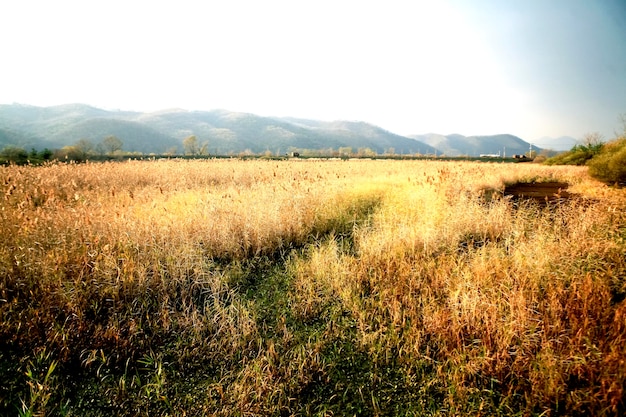 Photo view of grassy field against sky