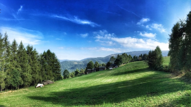 View of grassy hill against sky