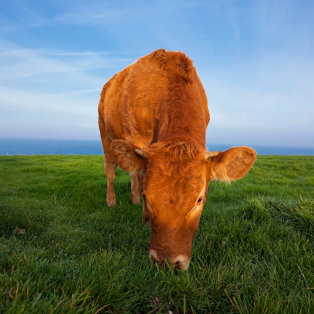 Photo view of grazing cow in normandy, france.