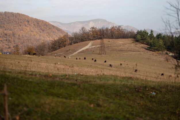 View of grazing cows in the mountains in autumn