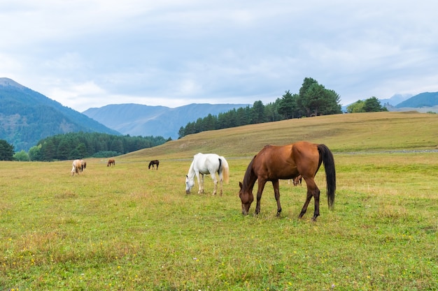 녹색 산, Tusheti, 조지아에서 방목 말의 보기. 여행하다