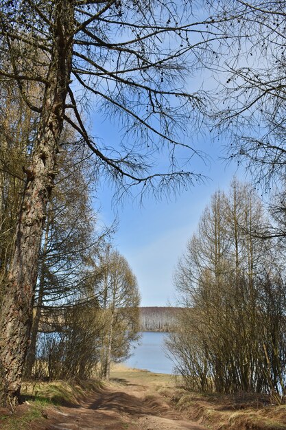 View of the great forest lake