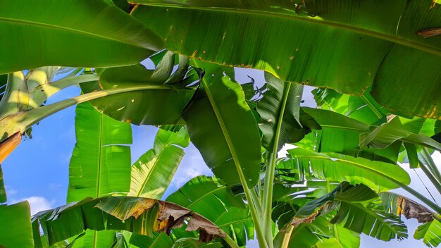 view of green banana leaf