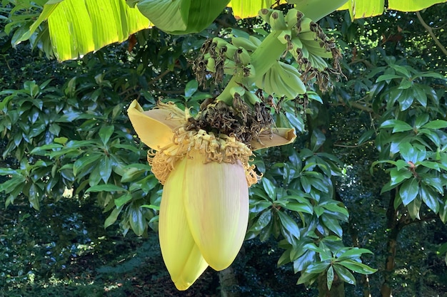 Photo view of the green banana tree in the rainforest close-up