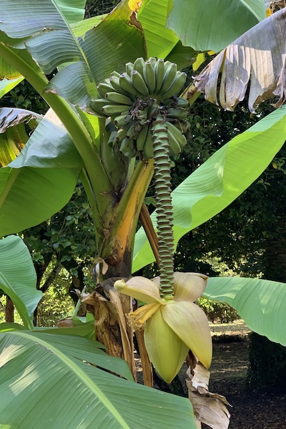 View of the green banana tree in the rainforest close-up