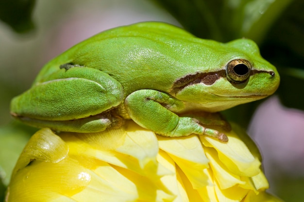 View of a green european tree frog on top of a yellow flower.