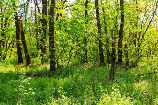 Photo view of green forest at spring