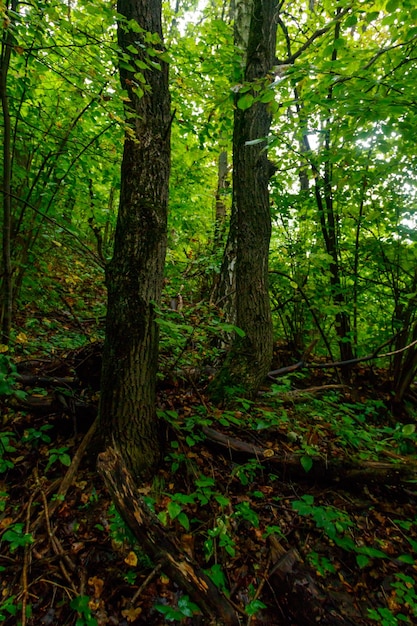 View of a green forest at summer