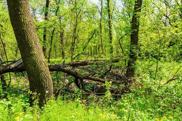 Vista sulla foresta verde in estate