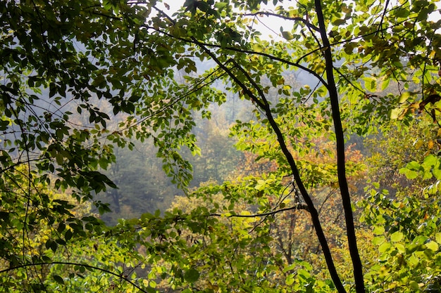 View of the green forest