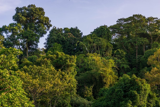 The view of the green jungle forest on the leaf hills of Sumatra Indonesia