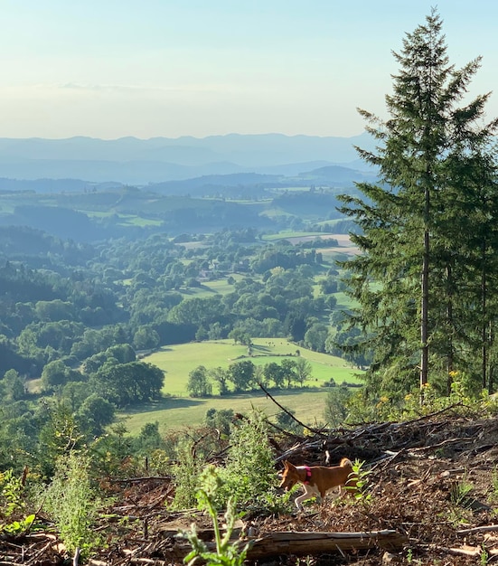 Photo view of a green landscape