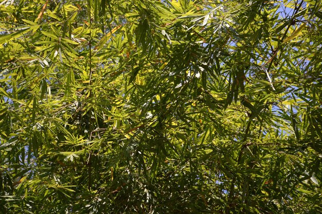 View of green leaves