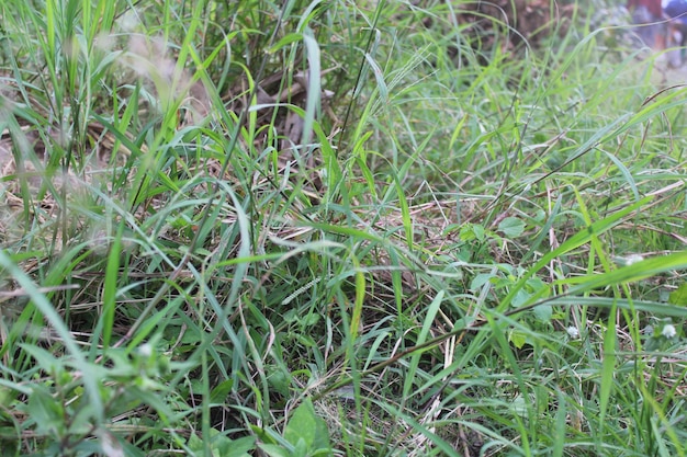 View of green lush grass