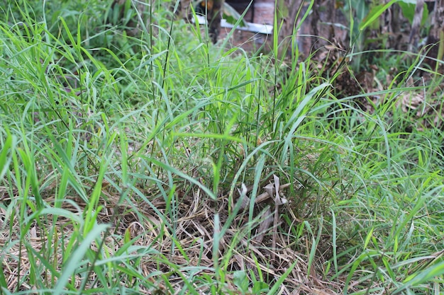 View of green lush grass