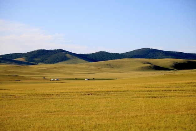 Photo view of the green mongolian steppe in summer