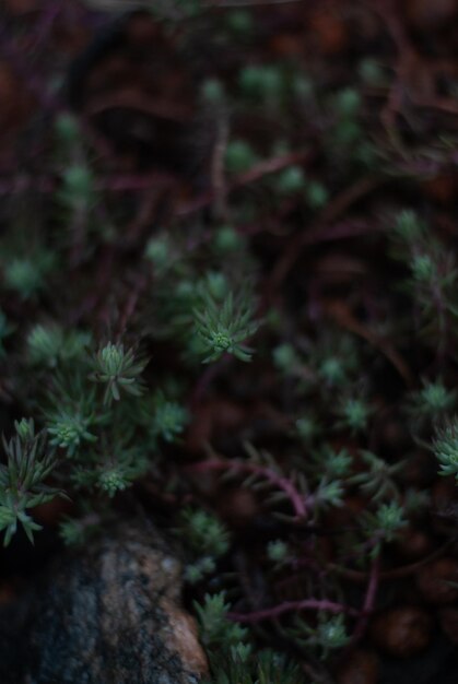 View on green moss in the garden