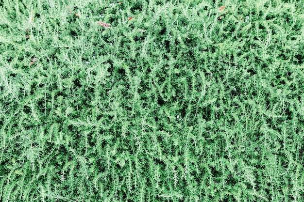 View of a green natural texture background.