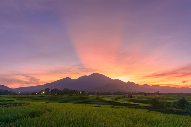 The view of the green rice fields in the morning with the beautiful mountain range