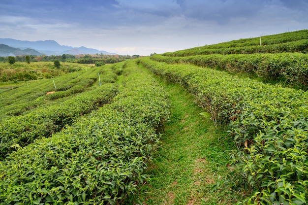 Vista della piantagione di tè verde sulla collina laterale intorno