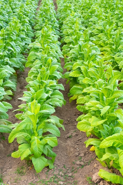 Вид на зеленый табак в поле на плантациях Чианграя, ТАИЛАНД. Табак в Азии.