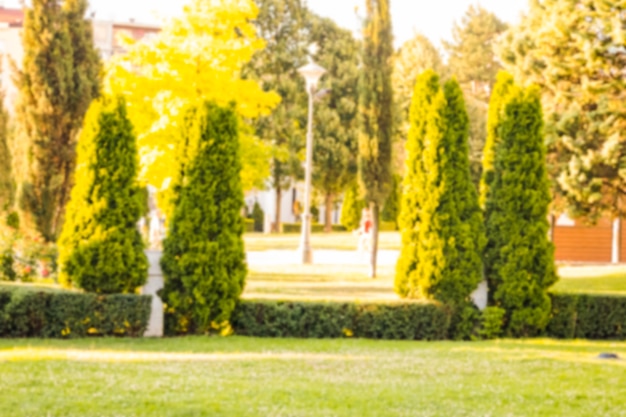 Photo view of green trees in park