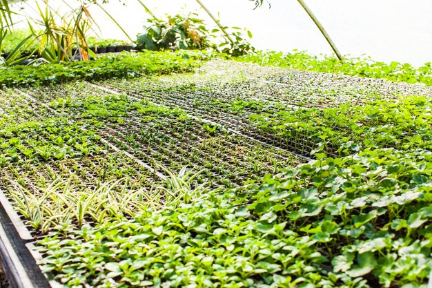 View of greenhouse with sprouts, different types