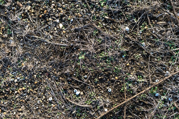 View on the ground with brushwoods