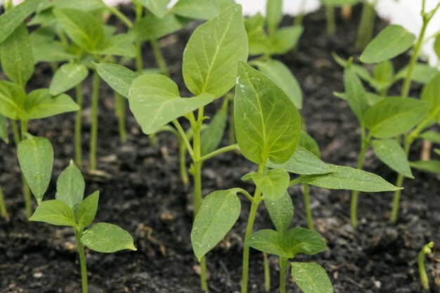 View of the ground with sweet pepper sprouts sprouting