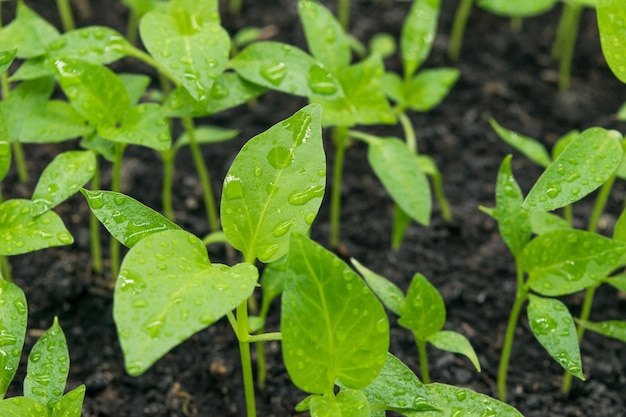 View of the ground with sweet pepper sprouts sprouting