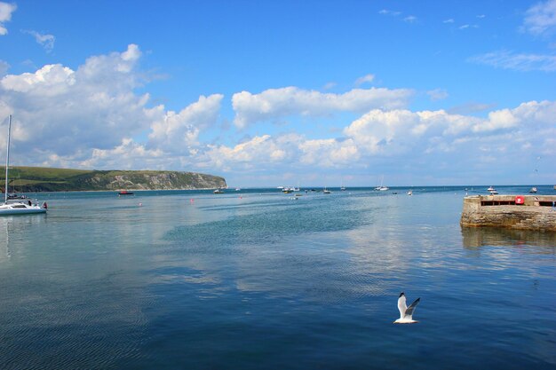 Photo view of harbour looking out to sea with seagull flying past