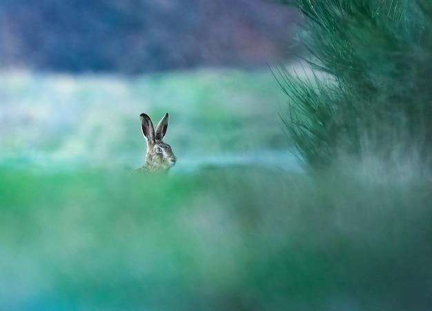 Foto veduta di una lepre nella foresta