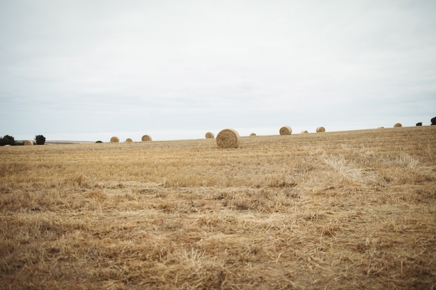 View of harvested field