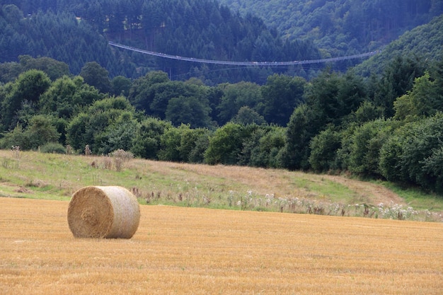 Photo view of hay bales in field