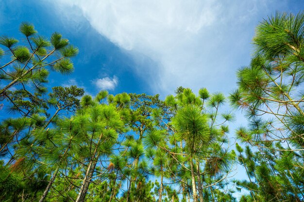 The view of the heel tree in Phu Kradueng National Park Loei Province Thailand