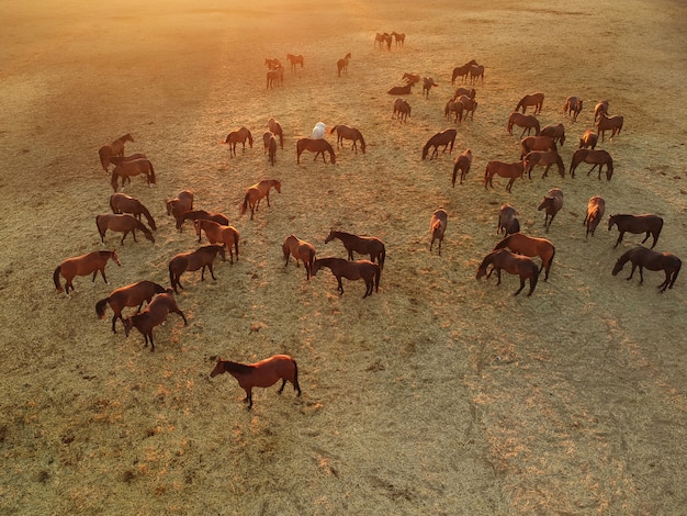 Photo view of a herd of brown horses