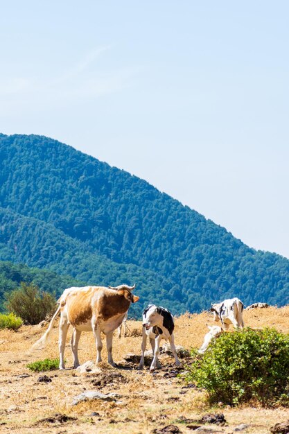 Foto vista di una mandria di mucche al pascolo in cima alla montagna concetto di caseificio e agricoltura