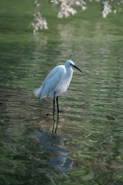 Photo view of heron on lake