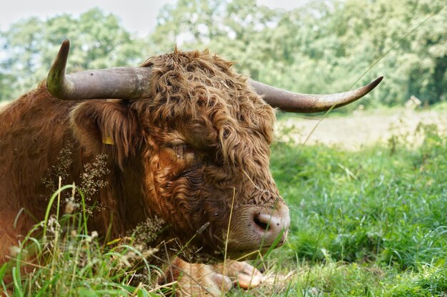 View of an highland cattle on field